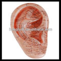 Modelo del masaje del oído de la ISO 12cm, modelo de la acupuntura del oído